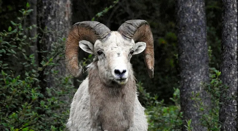 A bighorn sheep ram with curled horns in a Banff forest