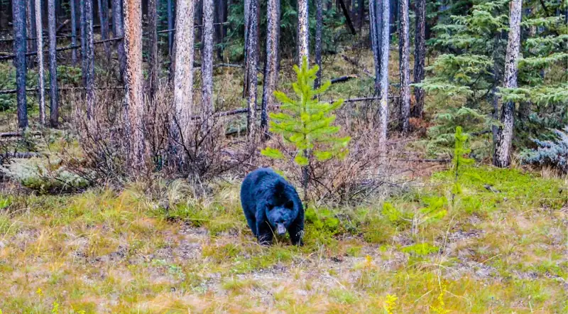 A black bear at a forest edge in Banff National Park