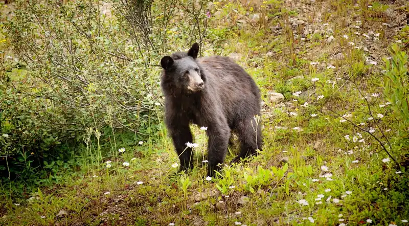 A black bear in green vegetation in Banff National Park