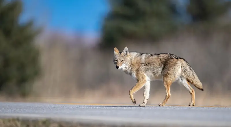 A coyote walking along a road in Banff National Park