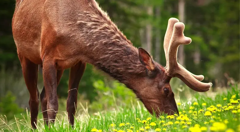 A bull elk with large antlers grazing in a meadow in Banff National Park