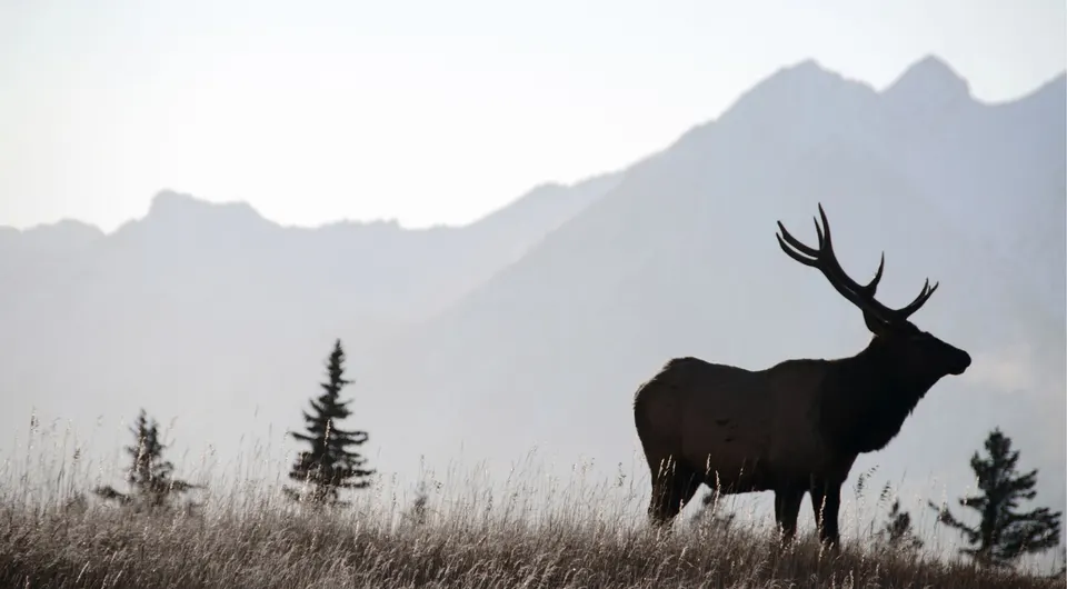 Elk at dusk on a Banff evening wildlife safari
