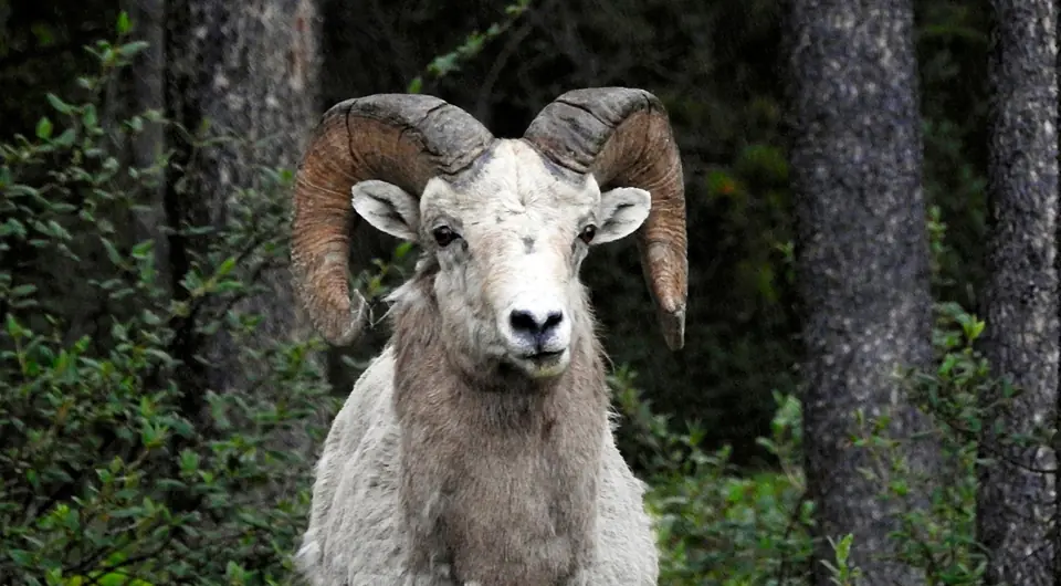 A bighorn sheep ram looking toward the camera in a Banff National Park forest