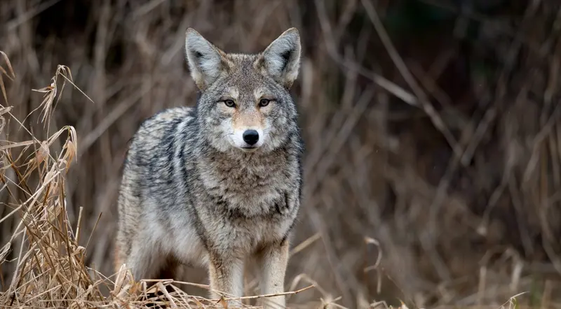 A grey wolf in long grass in the Canadian Rockies